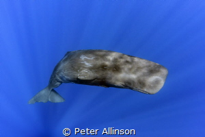 adolescent sperm whale photo taken under permit by Peter Allinson 
